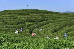 茶香弥漫武陵山--湘西自治州打造百万亩茶园、百亿元茶产业纪实