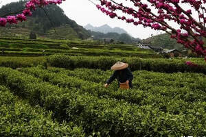 黄金茶里有“黄金”——一个湘西山村的茶叶扶贫路