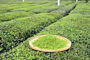 茶园遮阴对茶树有什么影响？