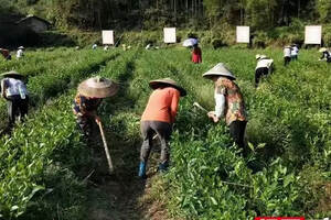 怀化沅陵：茶企现场兑付农民工资和贫困户红利
