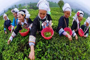 好茶不怕沸水泡，「贵州冲泡」大道至简、高水温、多投茶、不洗茶
