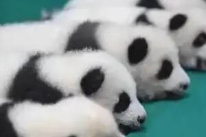 「周末话巴蜀」大熊猫的摇篮—成都大熊猫繁殖研究基地