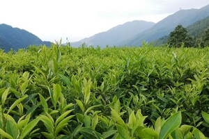 茶文：在茶叶醇香中汲取智慧和文化的力量