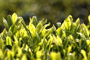 四川通江预计今年可生产茶叶2800余吨实现综合产值2.5亿元