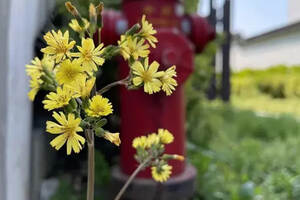 苏州护城河畔不起眼的小花，是我们忽视的另一个春天