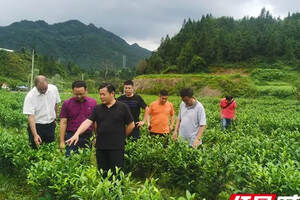 湖南省、湘西州专家调研龙山县茶产业
