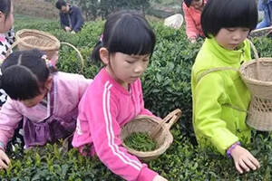 茶旅融合带动村民就近增收致富