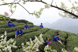广西柳州地区茶叶产业有那些地方。