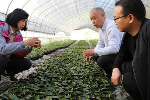省市县领导、专家调研“邵阳红”茶产业发展
