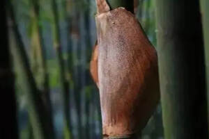 “竹箬”，会呼吸的普洱茶古法包装