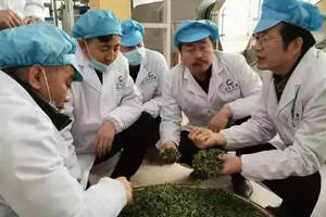 娄底市茶业协会主题调研活动为市域茶企高质量发展支招