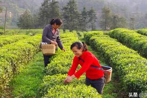 桂东玲珑茶属于什么茶