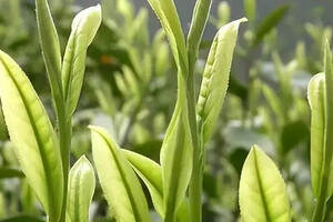 云南白化茶树种质——勐海黄叶