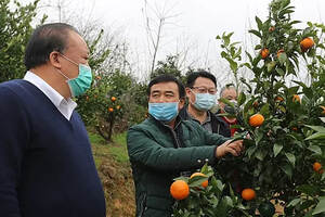 刘德胜到市农科院柑橘品种实验基地调研指导抗疫和复工复产工作