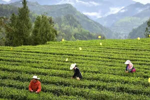 达州市加快推动茶叶产业发展