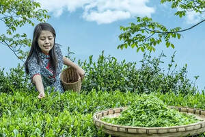 茶叶助农增收