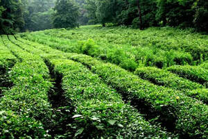 福建高级绿茶
