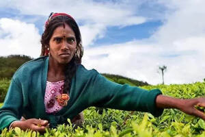 除了破产的斯里兰卡，一带一路上还有哪些产茶大户？