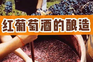 红葡萄酒的一般酿造过程（简述红葡萄酒的酿造过程）