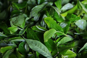 茶树鲜叶对茶滋味的影响