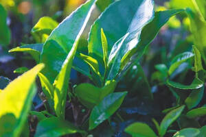 解密海南大叶种茶“基因”