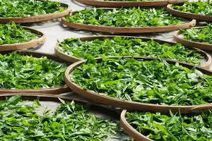 海南远航红茶的历史由来，你知道吗？