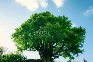 一家之言：普洱茶古树、大树、老树、小树到底应该如何划分？