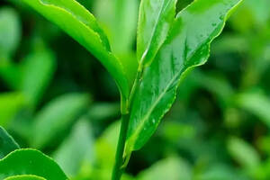 凤凰单丛茶-抽湿单丛，绿衣仙子