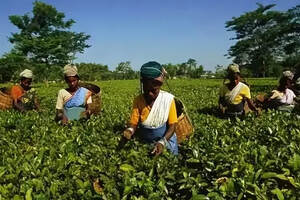 印度成为世界茶叶大国到底凭什么（印度成为世界第一大国）