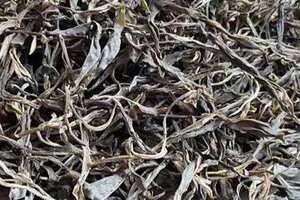 茶树菇生长环境