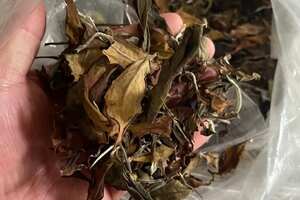 2020年帕沙古树白茶。茶农一手货源，蜜
