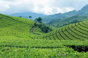 中国茶叶生产布局是如何变迁的？