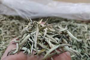普洱白茶中品质最好的白茶景谷秧塔大白茶，精挑细选制作