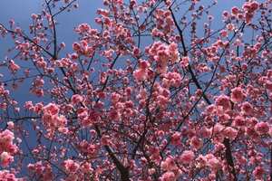 坐标：云南昆明七里湾樱花如期盛开