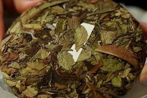 秋季适合喝绿茶吗