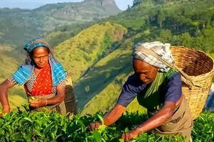 茶香列国|孟加拉国：独创“七层茶”的红茶国度