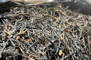 中国茶树树种大汇总