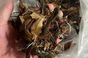 2020年帕沙古树白茶。茶农一手货源，甜蜜香高。