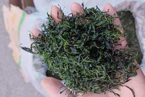 青山绿水茶叶多少钱一斤