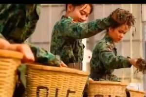 2013年缅甸815古树，外国的老班章。点赞评论送茶