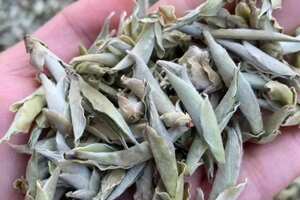 2022年早春野生芽孢古树茶，野生芽孢是生长在野生茶