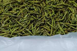 竹叶青茶树品种