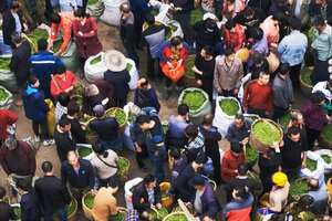 中国茶业“多、小、散、低”真没救了？