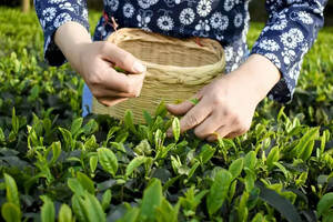舒城小兰花是绿茶还是红茶