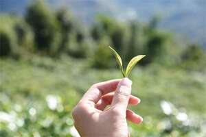 安溪茶树品种