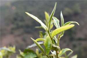 影响茶叶保存的因素