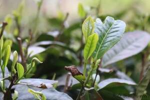 茶树为什么一般都修剪得平平的？