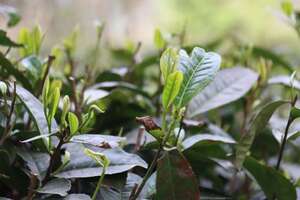 你知道信阳毛尖采摘时间对茶叶的影响吗？
