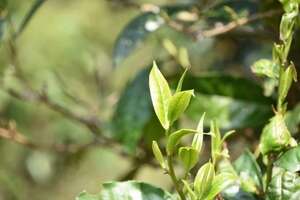 不同季节茶叶的品质特点（陕南茶叶的品质特点）