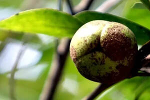 普洱茶古茶树的3个之最，和古茶树的3种类型